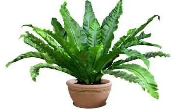 我的植物作文6篇