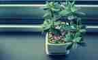 植物优秀作文6篇