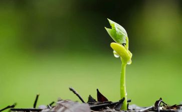 种子的旅行读后感5篇
