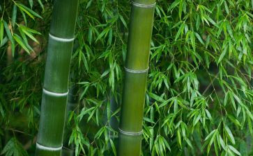 我最爱竹作文模板7篇
