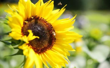 对梦想的追求的作文8篇